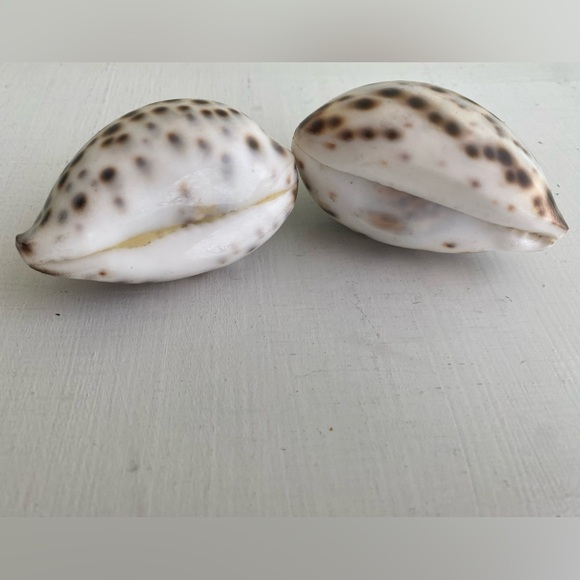 Mini Salt 🧂and Pepper Converted Shell 🐚 Shakers with Mother-of-Pearl Flip Lids - Picture 2 of 10